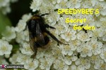 SpeedyBee. Speedy's Secret Garden Free Pic 1