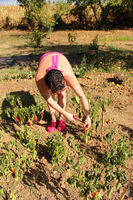 Mary Bitch. Reotic Cooking Chilli Jelly Free Pic 2