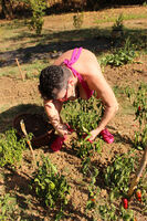 Mary Bitch. Reotic Cooking Chilli Jelly Free Pic 3